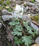 hvid Corydalis Have Blomster foto