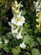 foto gul Blomma Corydalis