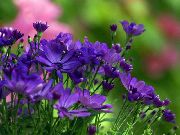 zdjęcie niebieski Kwiat Chryzantema Koreański