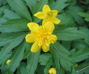 снимка Двойно-Цветчета Жълта Горска Съсънка, Лютиче Анемония Цвете
