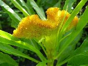 gul Cockscomb, Plym Växt, Befjädrade Amaranth Trädgård blommor foto
