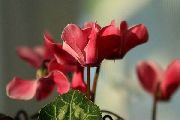 photo rouge Fleur Semer Pain, Cyclamen Hardy