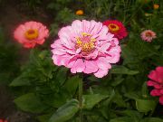 ვარდისფერი Zinnia ბაღის ყვავილები ფოტო