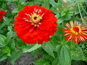 წითელი Zinnia ბაღის ყვავილები ფოტო