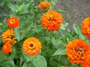 橙 百日草 园林花卉 照片