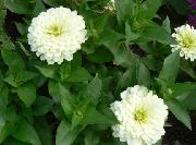 photo white Flower Zinnia