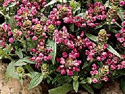 фото Черноголовка (Прунелла) садовые декоративные цветы