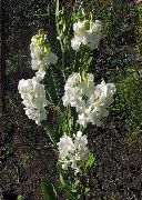 фото Чина-широколистная садовые декоративные цветы