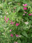 фото Чина клубневая садовые декоративные цветы