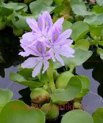 lilac Hyacinth Uisce Bláthanna Gairdín grianghraf