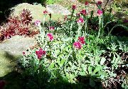 burgonja Antennaria, Mačke Stopala Vrt Cvijeće foto