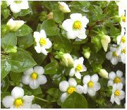 bílá Perština Fialová, Němčina Fialový Zahradní květiny fotografie