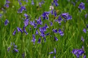 blå Spansk Honningurt, Træ Hyacint Have Blomster foto