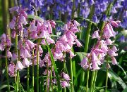 foto roze Bloem Spaans Klokje, Hout Hyacint