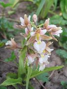 fotoğraf Bataklık Helleborine, Bataklık Epipactis çiçek
