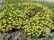 foto žuti Cvijet Heljda