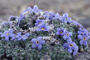 foto Arktischen Vergissmeinnicht, Alpine Vergissmeinnicht Blume