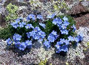 foto azul claro Flor Ártico No Me Olvides, Alpine Forget-Me-Not