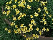 黄 布什菊花，绿Euryops  照片