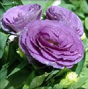 zdjęcie liliowy Kwiat Eustoma (Eustoma)