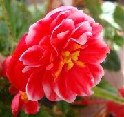 zdjęcie czerwony Kwiat Eustoma (Eustoma)