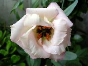 branco Pradaria Genciana, Lisianthus, Bluebell Texas Flores do Jardim foto