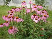 рожевий Ехінацея Садові Квіти фото