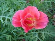 照片 加州罂粟 花