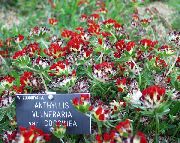 foto crvena Cvijet Bubrega Grahorice, Lady Prsti