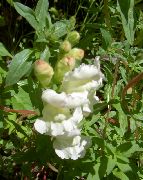 ფოტო თეთრი ყვავილების Snapdragon, Weasel ის Snout