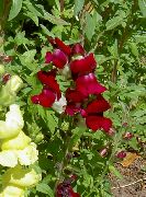 შინდისფერი Snapdragon, Weasel ის Snout ბაღის ყვავილები ფოტო