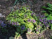 πασχαλιά Lamium, Νεκρά Τσουκνίδα λουλούδια στον κήπο φωτογραφία