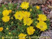 žltý Mrazuvzdorná Ľad Rastlina Záhradné Kvety fotografie