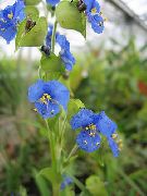 foto plava  Dan Cvijet, Spiderwort, Udovica Suze