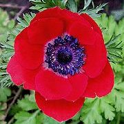 ფოტო წითელი ყვავილების გვირგვინი Windfower, ბერძნული Windflower, ყაყაჩოს Anemone