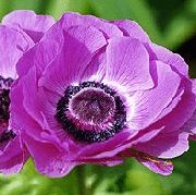 mynd lilac Blóm Kóróna Windfower, Grecian Windflower, Poppy Anemone