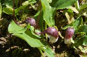 photo burgundy Flower Mouse Plant, Mousetail Plant