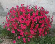 фото Фортуния (гибрид Петунии) садовые декоративные цветы
