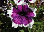 パープル ペチュニアFortunia 庭の花 フォト