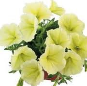 geltonas Petunijos Fortunia Sodo Gėlės nuotrauka