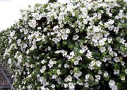 λευκό Bacopa (Sutera) λουλούδια στον κήπο φωτογραφία
