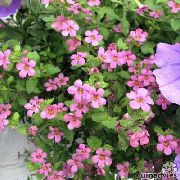 ფოტო ვარდისფერი ყვავილების Bacopa (Sutera)