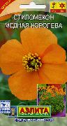 foto orange Blume Windmohn