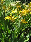 黄 射干，豹百合 园林花卉 照片