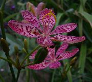 πασχαλιά Κρίνος Βατόμουρο, Κρίνο Λεοπάρδαλη λουλούδια στον κήπο φωτογραφία