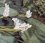 白 水山楂 园林花卉 照片