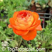 oranje Ranunculus, Perzische Boterbloem, Tulband Boterbloem, Perzisch Ranonkel  foto