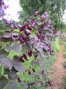 фото Долихос обыкновенный (гиацинтовые бобы) садовые декоративные цветы