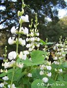 bílá Ruby Záře Hyacint Bean Zahradní květiny fotografie