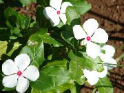valkoinen Ruusu Periwinkle, Cayenne Jasmiini, Madagaskar Talvio, Vanhapiika, Vinka Puutarhan Kukat kuva
